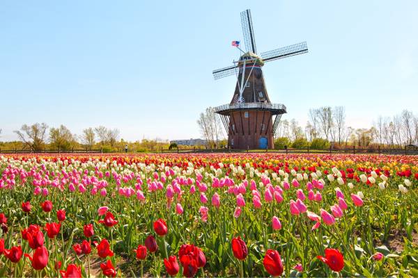 A large windmill in a field of flowers